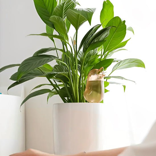 Arrosage automatique | de pot - AquaBirdie™ - Innovation Jardin