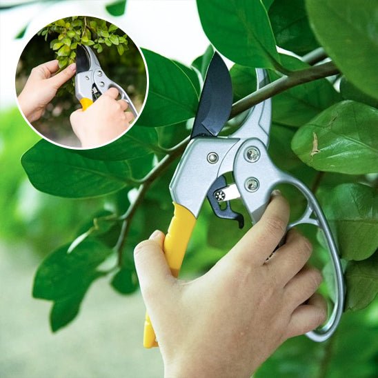SECATEUR | A CLIQUET - Innovation Jardin
